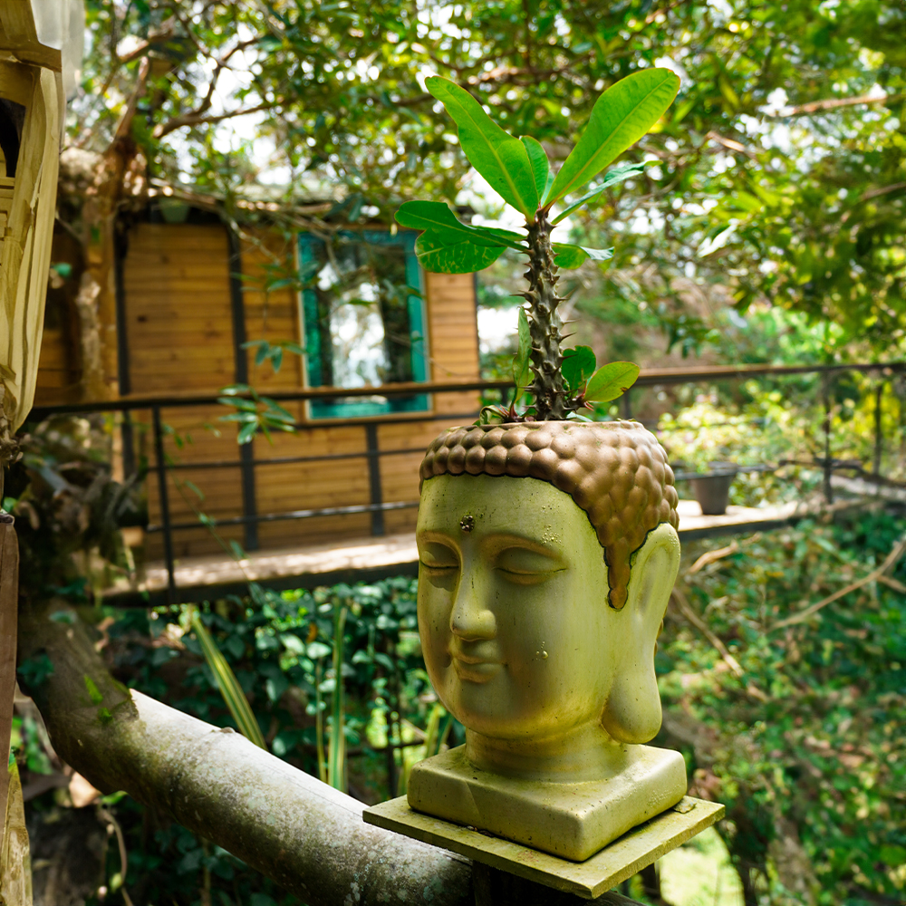 Cabaña Shiva - Imagen 8